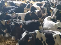 Qoramol (partiya, jinsi ko‘rsatilmagan), Simmental cattle — 3-rasm