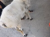 كبش, الأغنام — الصورة 2