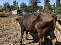 母牛, Swiss cattle — 照片 3