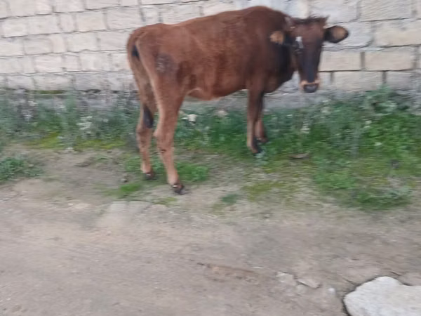 Уй, Сиырлар