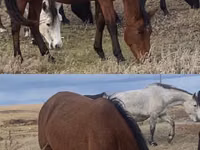 Hengst, Kazakh horse — Foto 2