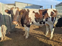 بقرة, Latvian Blue cattle — الصورة 8