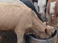 公牛, Simmental cattle — 照片 5