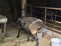 Sheep, Sheep — photo 5