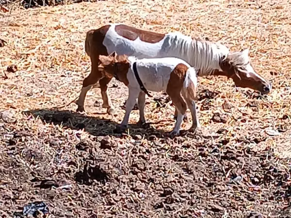 Yegua, Australian Pony