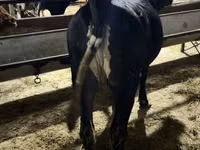 Cow, Holstein breed — photo 4