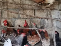 Chickens — الصورة 5