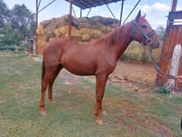 公马, Friesian sport horse — 照片 2