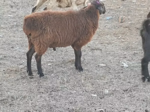 كبش, الأغنام — كازاخستان