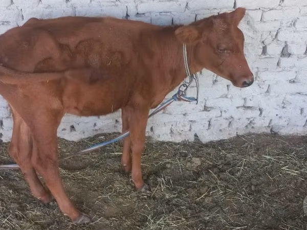 Vaca, Ganado vacuno