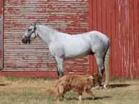 Hengst, Tennessee Walking Horse — Foto 2