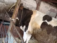 公牛, Russian Black pied cattle — 照片 2