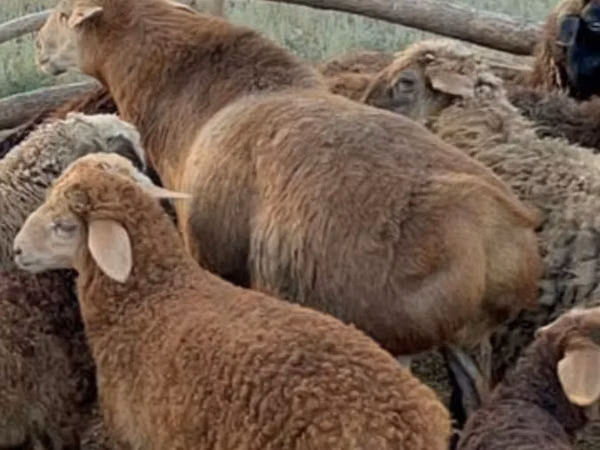 كبش, Edilbay sheep — كازاخستان