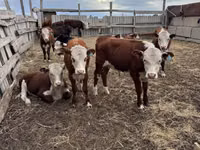 公牛, Simmental cattle — 照片 1