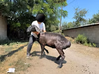 نعجة, Arashan sheep — الصورة 5