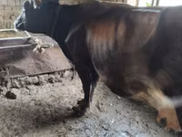 母牛, Cattle — 照片 1