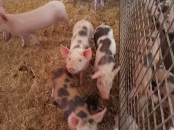 Schweine (Partie, Geschlecht nicht angegeben), Schweine