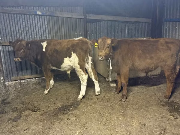 ثور, Simmental cattle