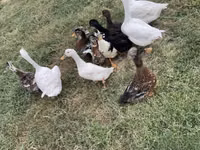 Ducks — फ़ोटो 3