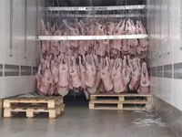 Окорок барана н/к задний уругвай   halal — الصورة 4