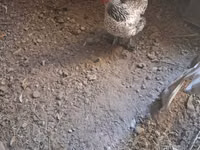 Chickens — Foto 3