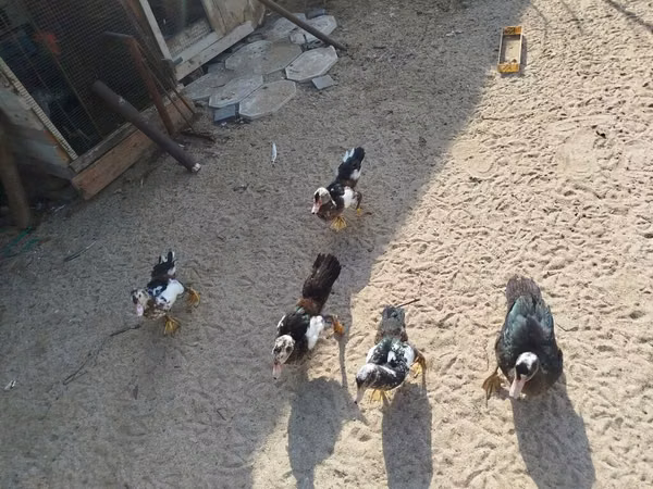 Domestic Muscovy