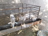 母山羊, Goats — 照片 1
