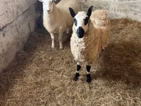 Oveja, Cerry Hill sheep — foto 8