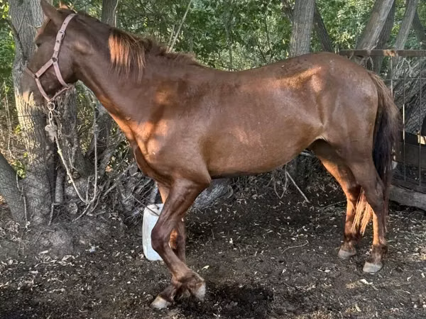 Hengst, Kazakh horse — Kasachstan