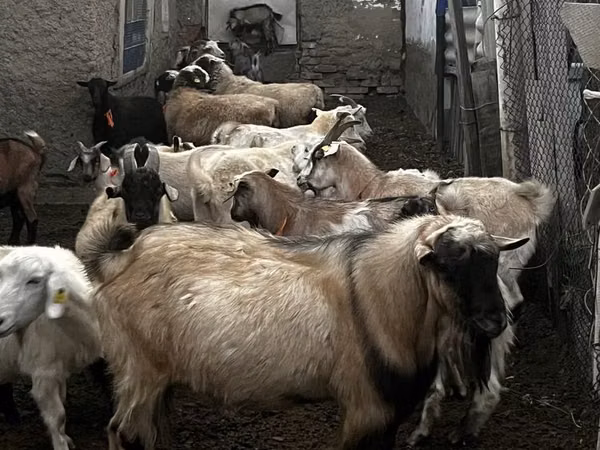 Cabro, Alpine goat — Kazajistán
