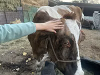 Sigir, Simmental cattle — 1-rasm