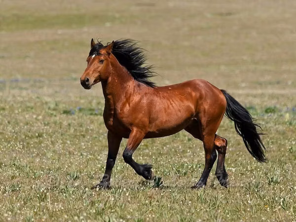 Caballo, Caballos