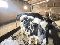 Rinder (Partie, Geschlecht nicht angegeben), Swiss cattle — Foto 7