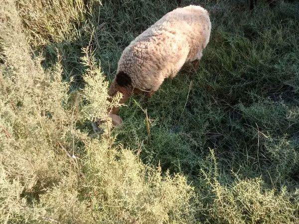 Carnero, Arashan sheep