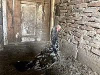 Chickens — Foto 5