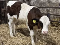 मवेशी (लॉट, लिंग निर्दिष्ट नहीं), Simmental cattle — फ़ोटो 3