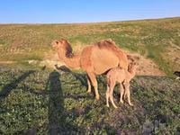 Kamel, Kamele — Foto 1
