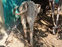 Bulle, Simmental cattle — Foto 5
