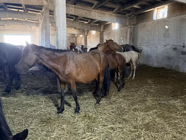 فرس, Kazakh horse