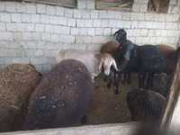 Widder, Blackheaded Persian sheep — Foto 7
