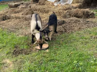 Ziege, Ziegen — Foto 5