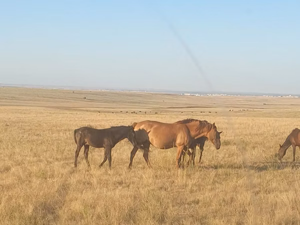Stute, Kazakh horse