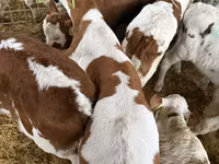 Bulle, Simmental cattle — Foto 2