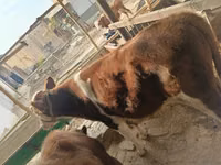 公牛, Simmental cattle — 照片 3