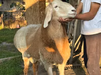 Widder, Arashan sheep — Foto 4