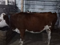 母牛, Simmental cattle — 照片 2