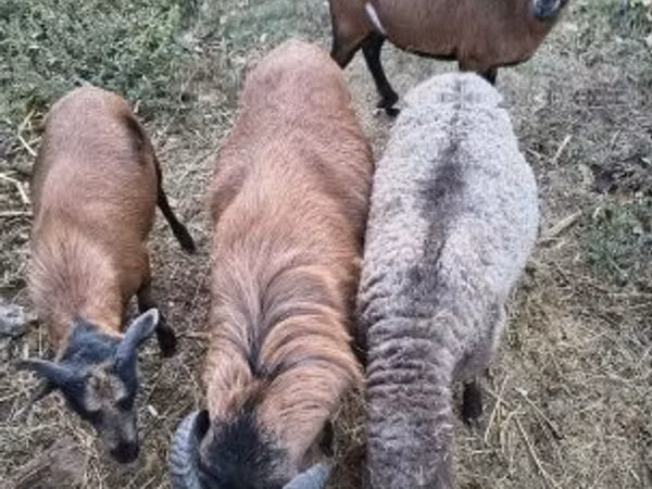 نعجة, Cameroon sheep