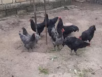 أستراليان بيت غيم فاول — الصورة 1