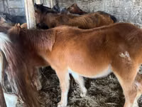 حصان, Mugalzhar horse — الصورة 2