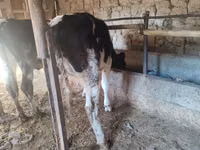 Kuh, Holstein-Rasse — Foto 6